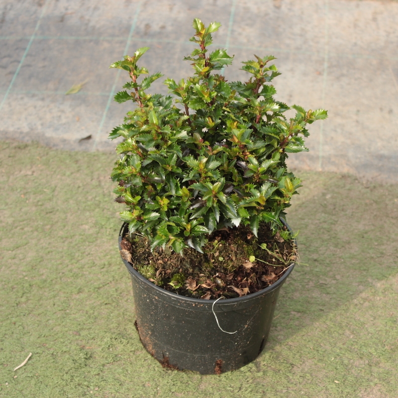 Cezmína modrá 'LITTLE RASCAL®' 15-20cm, kont. 2l