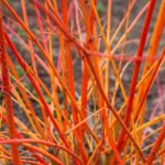 Drieň krvavý 'ANNY WINTER ORANGE' 20-30cm, kont. 2l