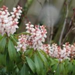 Pieris japonský 'BONFIRE' 20-30cm, kont.2l