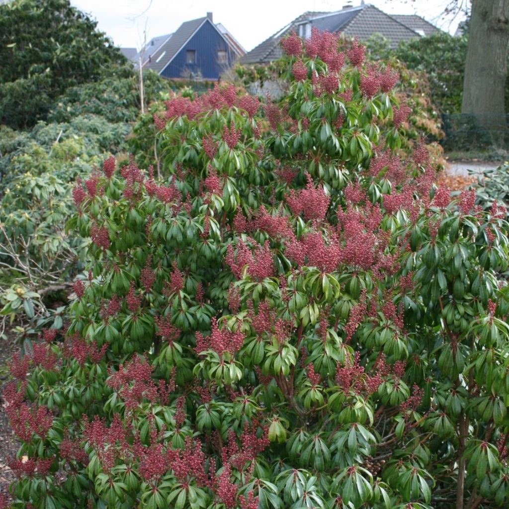 Pieris japonský 'BONFIRE' 20-30cm, kont.2l