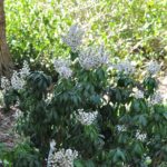 Pieris japonský 'BONFIRE' 20-30cm, kont.2l