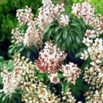 Pieris japonský 'BONFIRE' 20-30cm, kont.2l