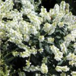 Pieris japonský 'DEBUTANTE' 20-30cm, kont.2l