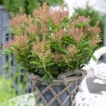 Pieris japonský 'DEBUTANTE' 20-30cm, kont.2l