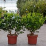 Pieris japonský 'DEBUTANTE' 20-30cm, kont.2l