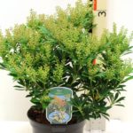 Pieris japonský 'DEBUTANTE' 20-30cm, kont.2l
