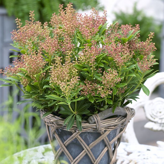 Pieris japonský 'DEBUTANTE' 20-30cm, kont.2l