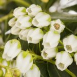 Pieris japonský 'SARABANDE' 20-30cm, kont.2l