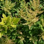 Pieris japonský 'SARABANDE' 20-30cm, kont.2l