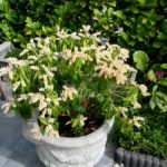Pieris japonský 'SARABANDE' 20-30cm, kont.2l