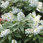 Pieris japonský 'SARABANDE' 20-30cm, kont.2l