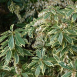 Pieris japonský 'VARIEGATA' 20-30cm, kont.2l