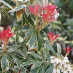 Pieris japonský 'VARIEGATA' 20-30cm, kont.2l