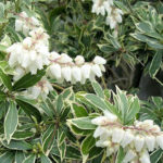 Pieris japonský 'VARIEGATA' 20-30cm, kont.2l
