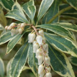 Pieris japonský 'VARIEGATA' 20-30cm, kont.2l