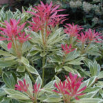 Pieris japonský 'VARIEGATA' 20-30cm, kont.2l