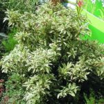 Pieris japonský 'VARIEGATA' 20-30cm, kont.2l
