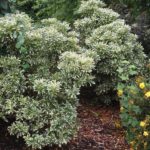 Pieris japonský 'VARIEGATA' 20-30cm, kont.2l