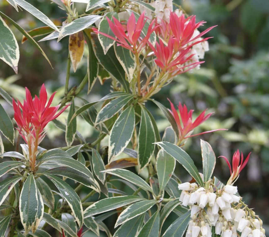 Pieris japonský 'VARIEGATA' 20-30cm, kont.2l