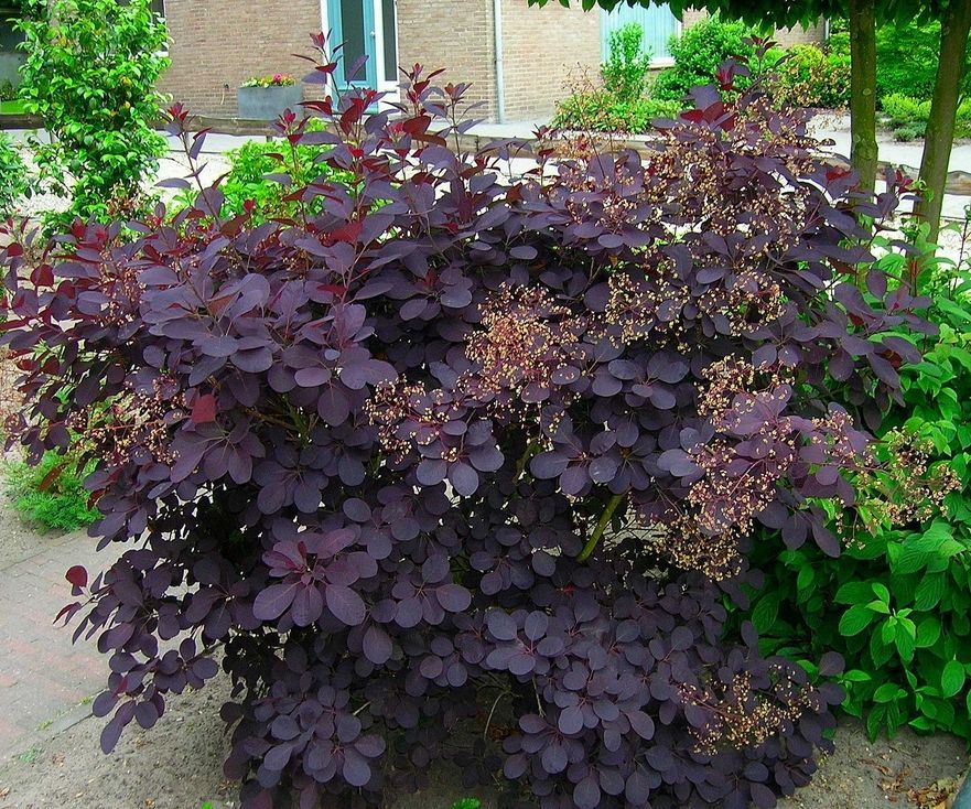 Škumpa vlasatá ´ROYAL PURPLE´, 20-30 cm, kont. 2,5l