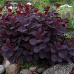 Škumpa vlasatá ´ROYAL PURPLE´, 20-30 cm, kont. 2,5l