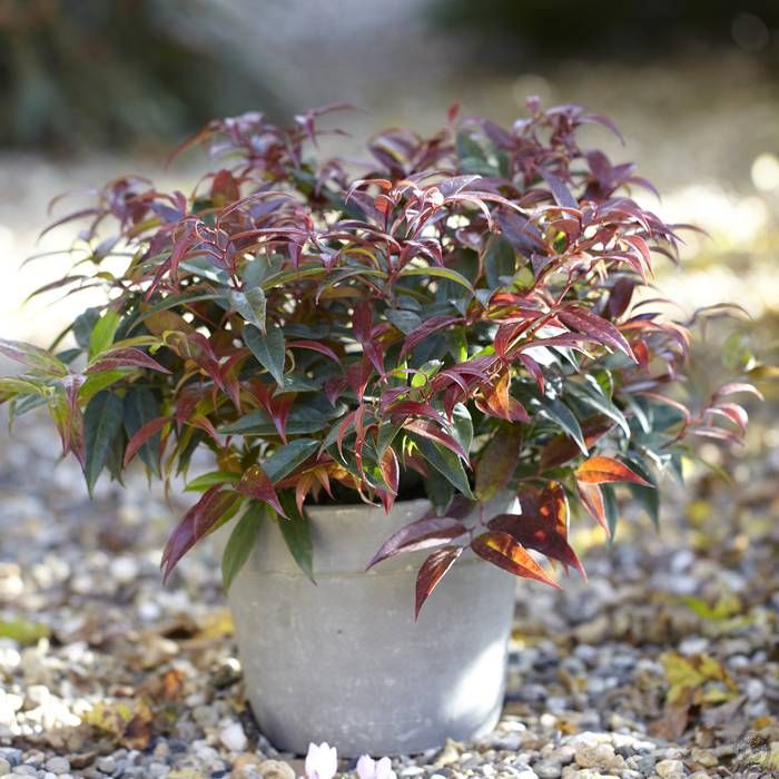 Leukote 'ROYAL RUBY', 20-30cm, kont. 2l