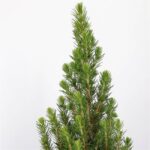 Smrek 'PERFECTA', 60-80 cm, kont. 7,5 l