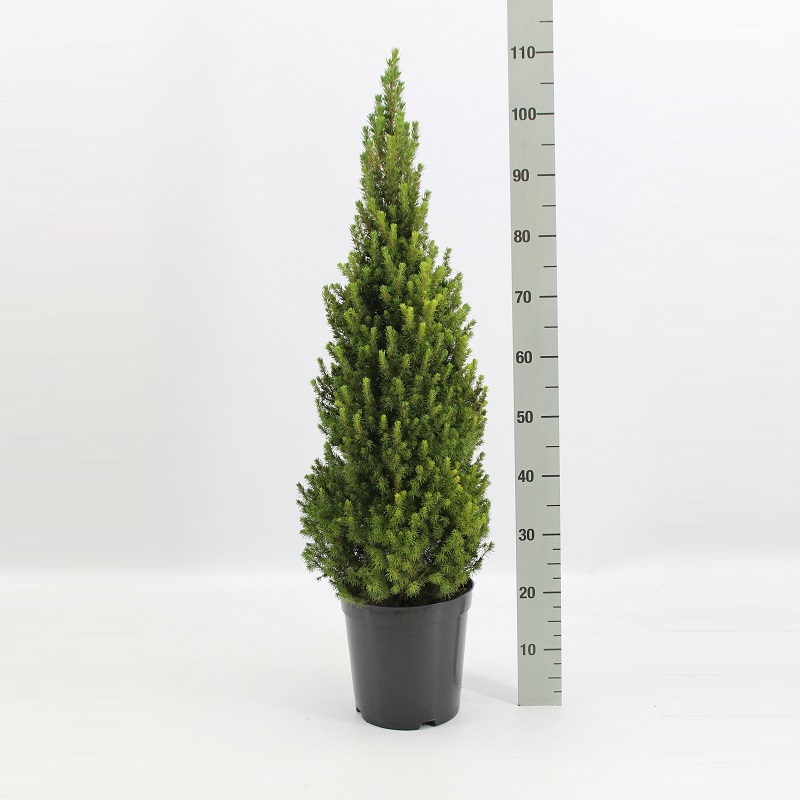 Smrek 'PERFECTA', 60-80 cm, kont. 7,5 l